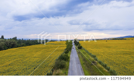 Aerial view of sunflower field at sunset. 117594949