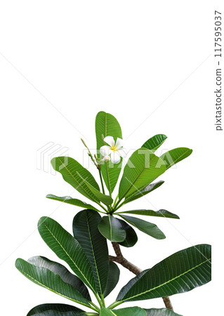 a flowering frangipani tree with a beautiful white flower 117595037