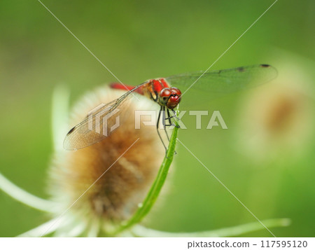 A red-veined flycatcher resting on a teasel A red-veined flycatcher resting on a teasel 117595120