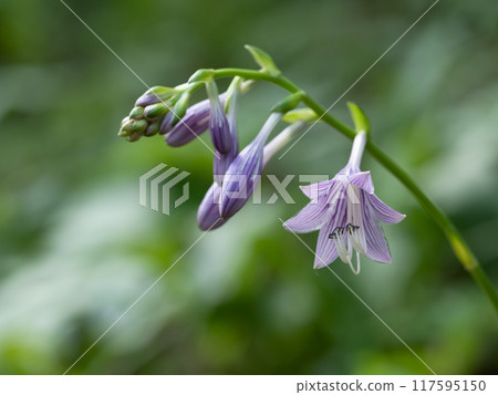 Light purple kobagiboshi flowers 117595150