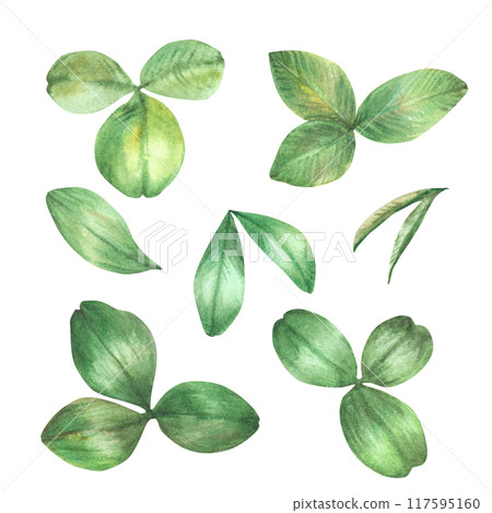 Clover green leaves watercolor set. Botanical hand drawn realistic illustration. Wildflowers leaf kit, floral good luck, St Patrick's Day symbol in realistic style. Clipart Isolated from background Clover green leaves watercolor set. Botanical hand drawn realistic illustration. Wildflowers leaf kit, floral good luck, St Patrick's Day symbol in realistic style. Clipart Isolated from background 117595160
