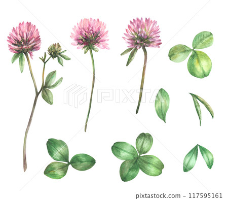 Clover flowers, leaves and buds watercolor set. Botanical hand drawn illustration. Pink field wildflowers for spring, summer floral design in realistic style. Meadow clipart Isolated from background  117595161