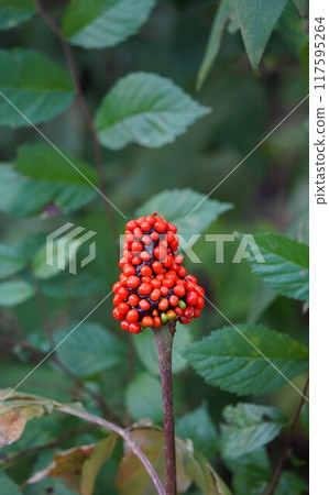 媽媽滋賀的紅色水果 117595264
