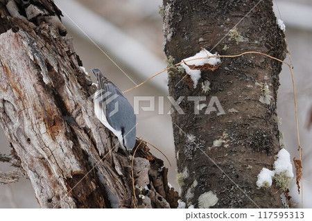 Nuthatch in the early winter forest 117595313