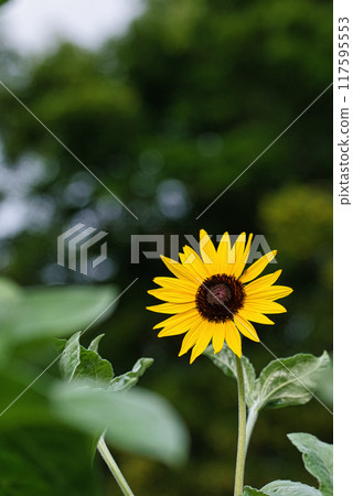 A single sunflower in Yoyogi Park 117595553