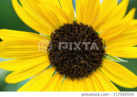 A single sunflower in Yoyogi Park A single sunflower in Yoyogi Park 117595554