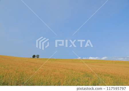 A view of the Biei Patchwork Road with the Parent and Child Trees in the distance 117595797