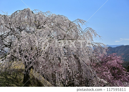 Weeping cherry blossoms in bloom at Sakura Village on Mt. Myogi with Mt. Arafune in the distance 117595811