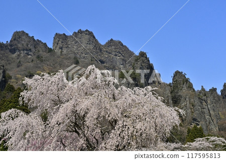 Weeping cherry blossoms blooming in Sakura Village on Mt. Myogi and Mt. Myogi (Mt. Kinto) Weeping cherry blossoms blooming in Sakura Village on Mt. Myogi and Mt. Myogi (Mt. Kinto) 117595813