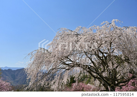 Weeping cherry blossoms in bloom at Sakura Village on Mt. Myogi with Mt. Arafune in the distance 117595814