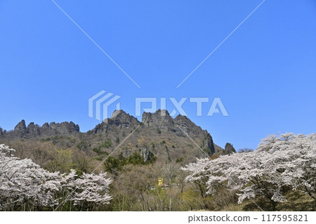妙義山櫻花之裡、妙義山（金道山、星穴山）盛開的櫻花 117595821