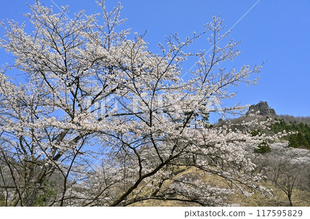 妙義山櫻花之里和妙義山的岩石山峰盛開的櫻花 117595829