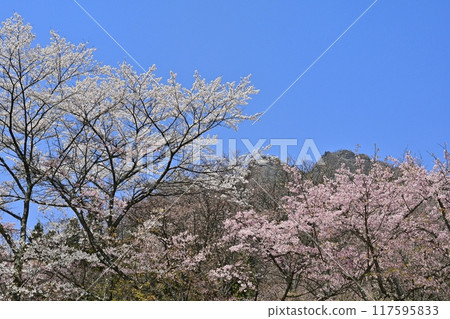 妙義山櫻花之鄉的錦日櫻盛開 117595833