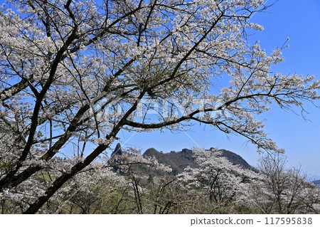 妙義山櫻花之里和妙義山（金溪山）盛開的櫻花 117595838