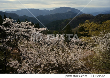 Cherry blossoms blooming in Myogi Sakura Village Cherry blossoms blooming in Myogi Sakura Village 117595840