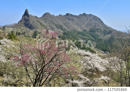 妙義山櫻花之里和妙義山（金溪山）盛開的櫻花 117595860