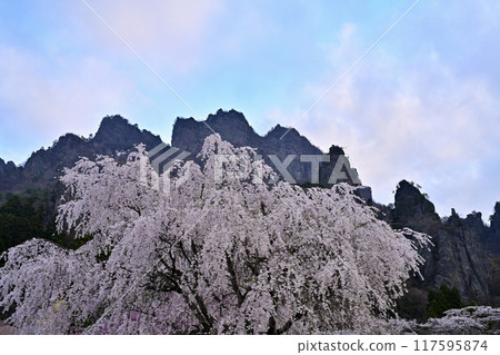 Weeping cherry blossoms blooming in Sakura Village on Mt. Myogi and Mt. Myogi (Mt. Kinto) Weeping cherry blossoms blooming in Sakura Village on Mt. Myogi and Mt. Myogi (Mt. Kinto) 117595874