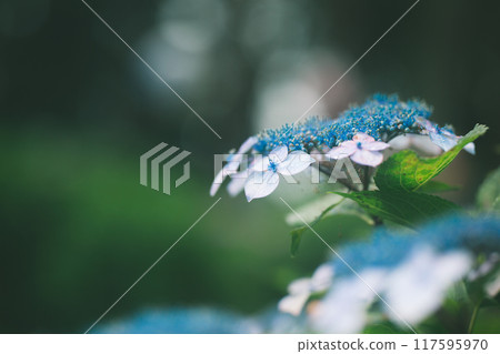 繡球花 117595970