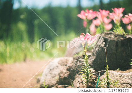 粉紅色的百合在岩石的樹蔭下盛開 粉紅色的百合在岩石的樹蔭下盛開 117595973