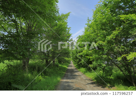 美瑛全景道路 通往千代田丘陵的筆直道路的景色 117596257