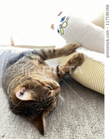 [Rescue cat] A 4-year-old brown tabby cat lying down in a Japanese-style room on a hot day and making cute gestures 117596366