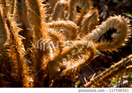 Spring stem 117596501