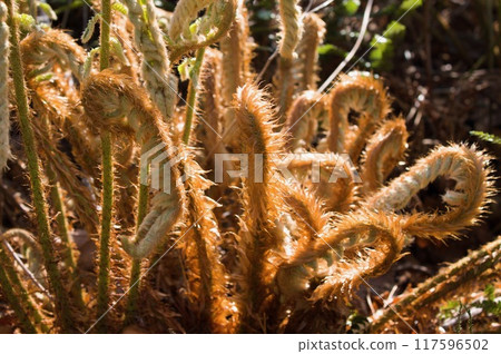 Spring stem 117596502