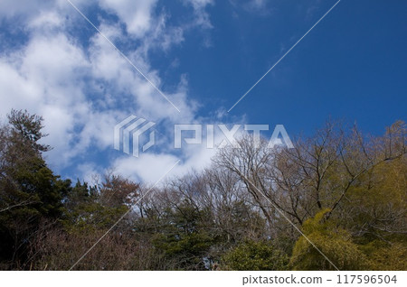 Early spring blue sky 117596504