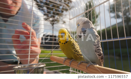 A man interacts with two budgerigars perched inside their cage on a backyard lawn, creating a heartwarming scene. A man interacts with two budgerigars perched inside their cage on a backyard lawn, creating a heartwarming scene. 117596557