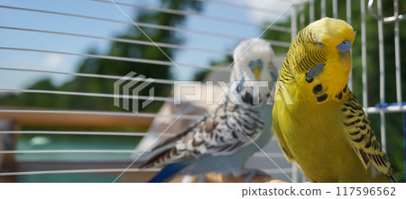 Two budgerigars in a cage, with a yellow parakeet in the foreground and a blue and white parakeet in the background, creating a vibrant and colorful scene. 117596562
