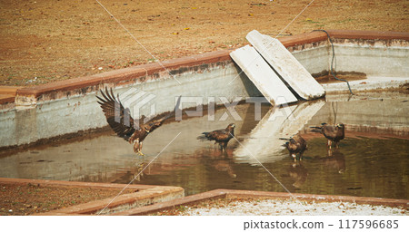 Many birds Black kites - Milvus migrans - Bird sitting near water pool and drinking water. New Delhi, Delhi, India. Doves birds on The Humayun's tomb. Famous place is Tomb of Mughal emperor, Mirza 117596685