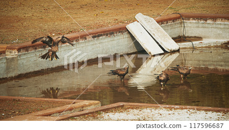 Many birds Black kites - Milvus migrans - Bird sitting near water pool and drinking water. New Delhi, Delhi, India. Doves birds on The Humayun's tomb. Famous place is Tomb of Mughal emperor, Mirza Many birds Black kites - Milvus migrans - Bird sitting near water pool and drinking water. New Delhi, Delhi, India. Doves birds on The Humayun's tomb. Famous place is Tomb of Mughal emperor, Mirza 117596687