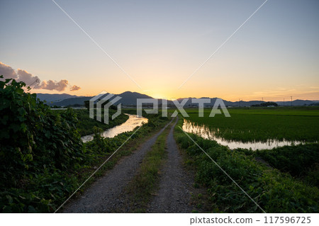 Rice field at sunset Rice field at sunset 117596725