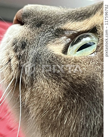 Cat with eyes wide open 6 Cat with eyes wide open 6 117596782