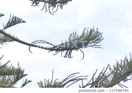 Many branches of pine tree leaves 117596791