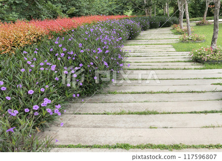 Concrete walkway in a garden with flowers Concrete walkway in a garden with flowers 117596807
