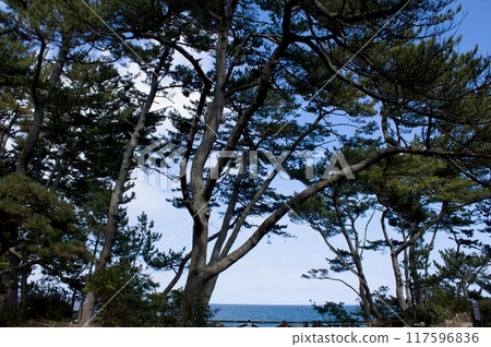 北茨城市的松樹林 北茨城市的松樹林 117596836