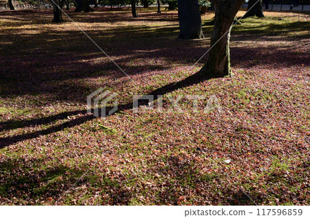 Fallen leaves in the sun 117596859