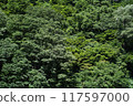 被新鮮綠草包圍的森林 117597000