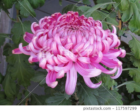 Large purple chrysanthemum Large purple chrysanthemum 117597299