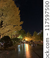 Ginkgo biloba at night 117597500