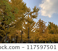 A park with autumn-colored ginkgo trees 117597501