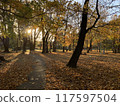 Autumnal leaves park 117597504