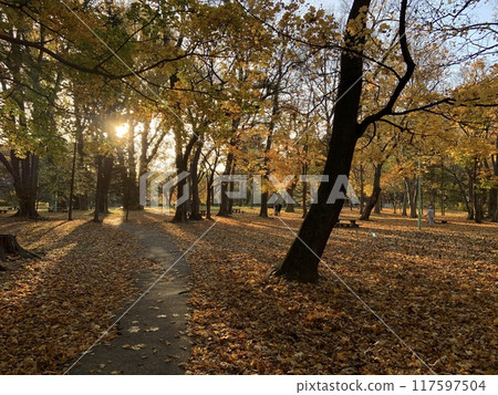 Autumnal leaves park 117597504