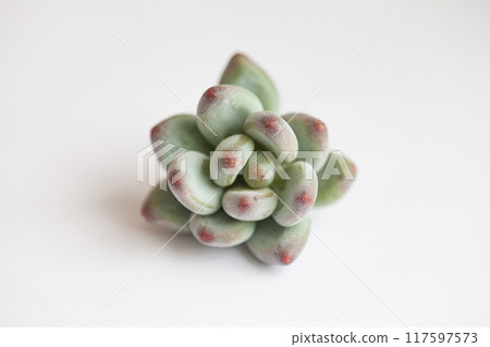 Green pachyphytum Apple top view. Succulent Plant Flower Rosette on white background 117597573
