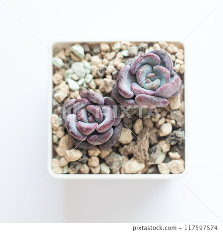 Purple Echeveria Lepe plant, botanic tropical exotic blooming foliage arrangement horticulture 117597574