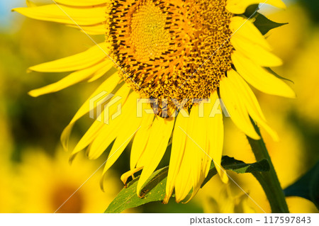 大向日葵夏天形象 大向日葵夏天形象 117597843