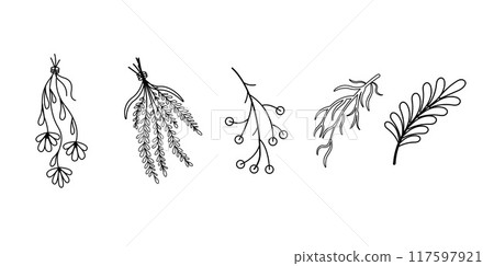 set Dry Herbs, Dried Flowers. Natural medicine. Black line Vector chamomile, calendula, leaves, twigs, rosemary, thyme, berries. Design element for magic, herbal treatment, alternative medicine. 117597921