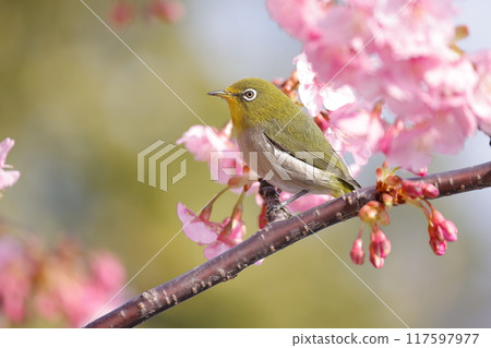 White-eye that stays in Kawazu cherry blossoms White-eye that stays in Kawazu cherry blossoms 117597977