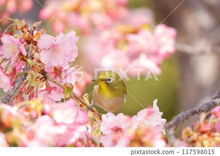 停留在河津櫻花的白眼 117598015